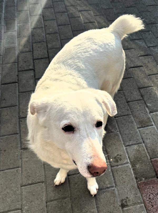 GENNA CAGNOLINA METICCIA Foto 5